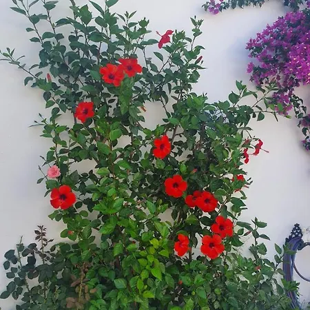 Сasa de vacaciones Daglas House *